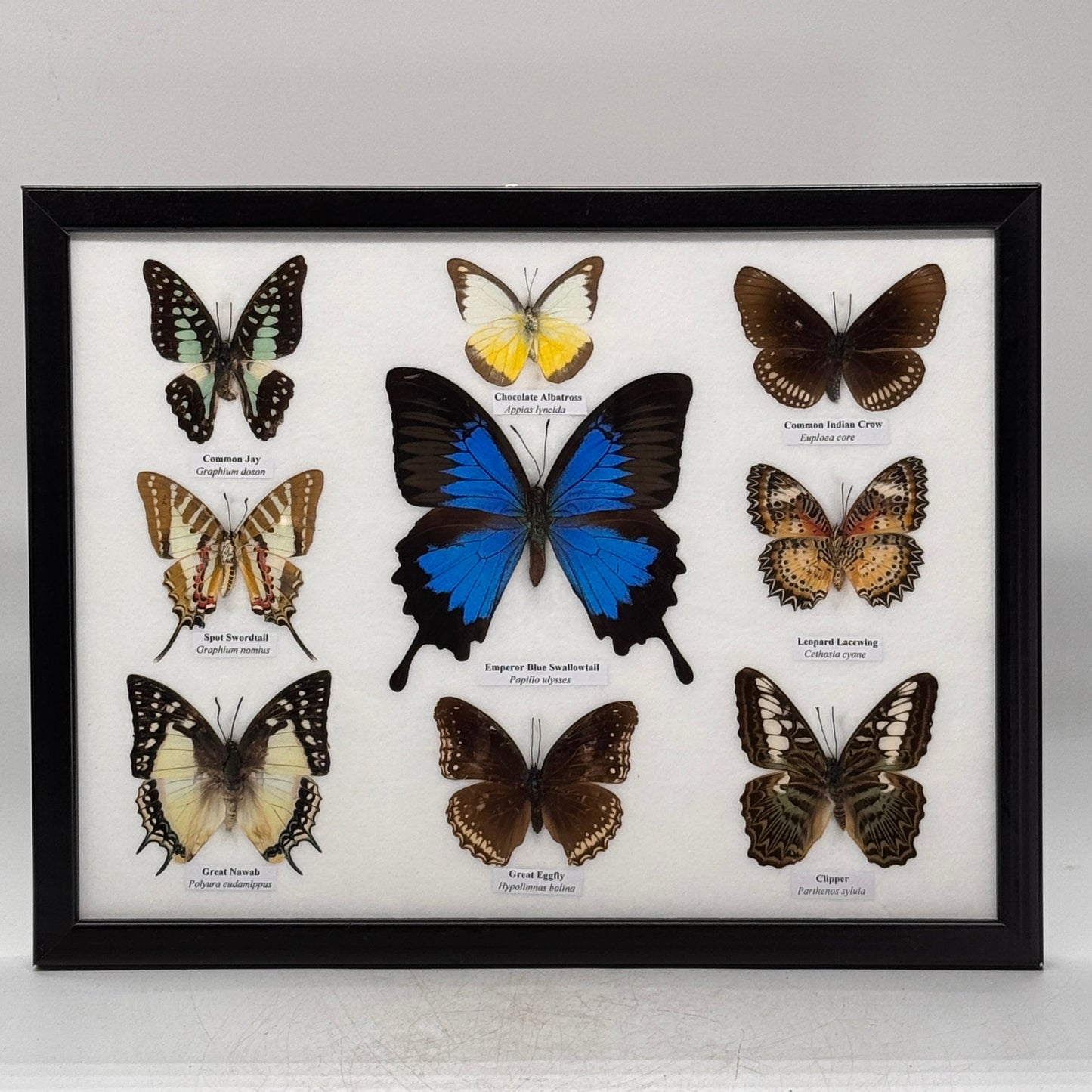 9 Vlinders met Papilio ulysses - houten lijst - 33x16 cm