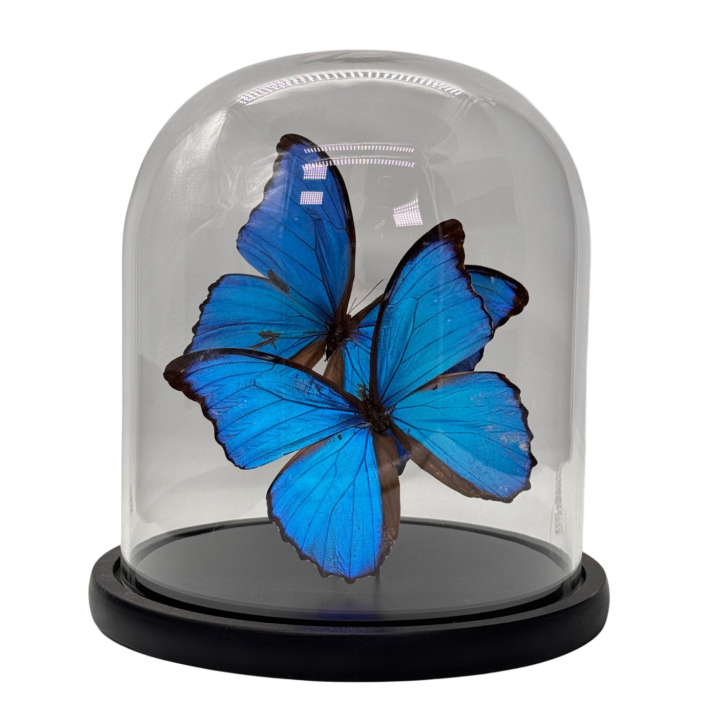 Vlinders en Insecten