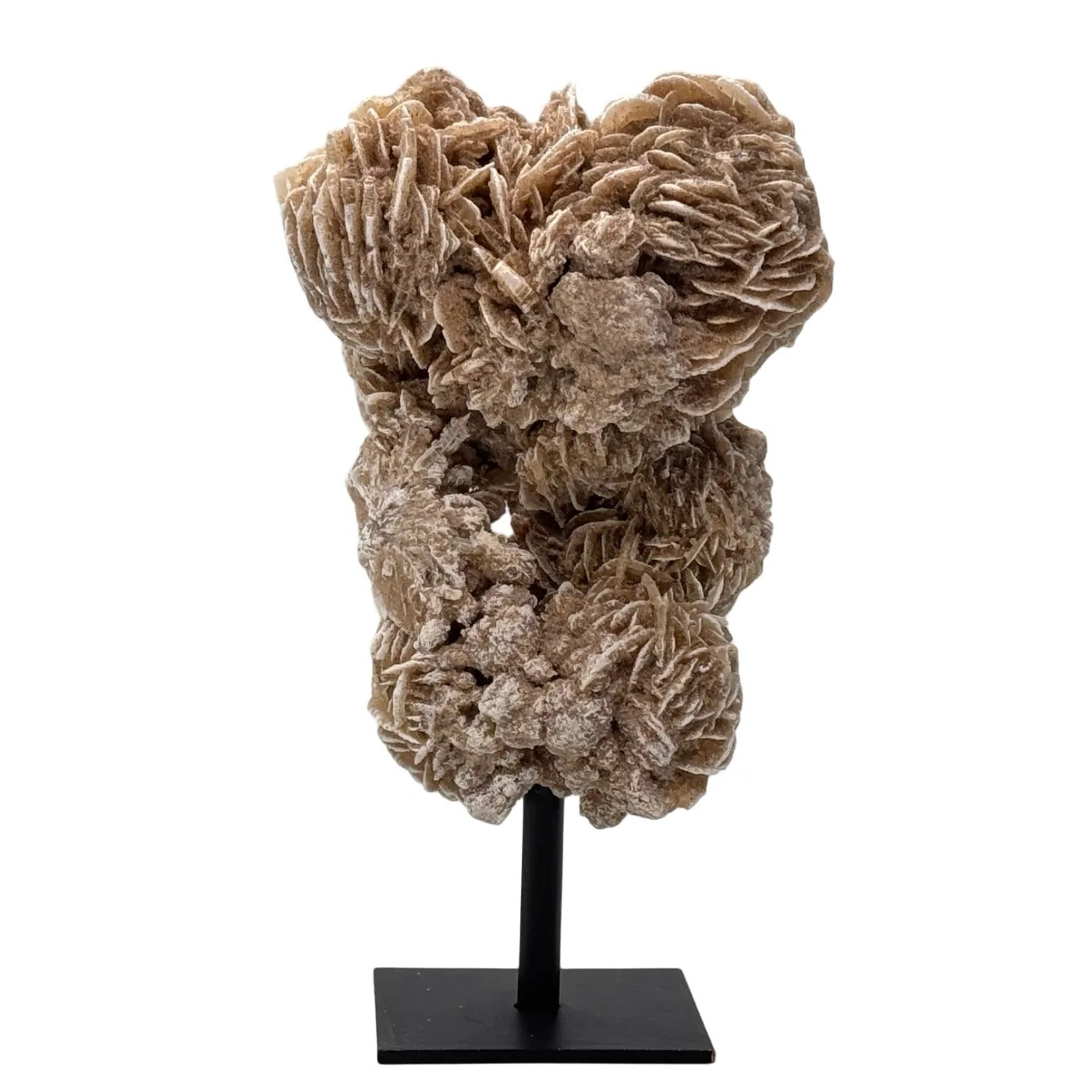 Woestijn roos op standaard