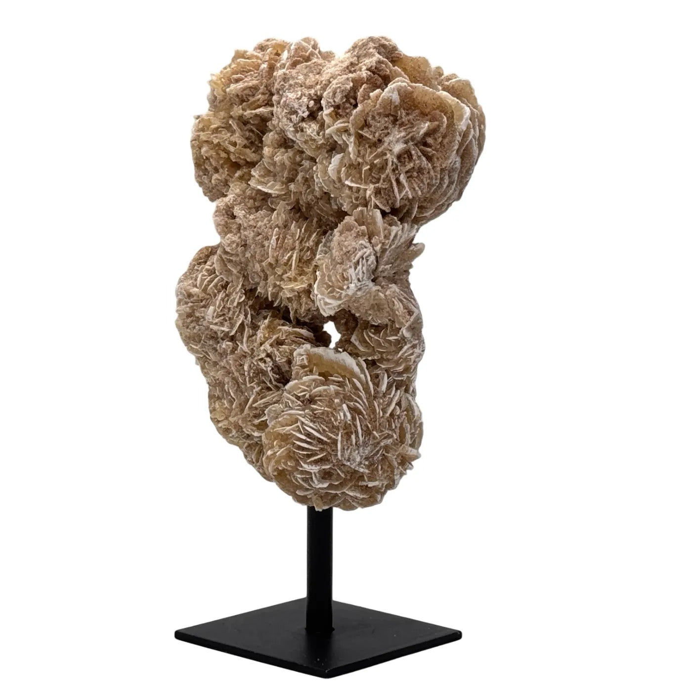 Woestijn roos op standaard