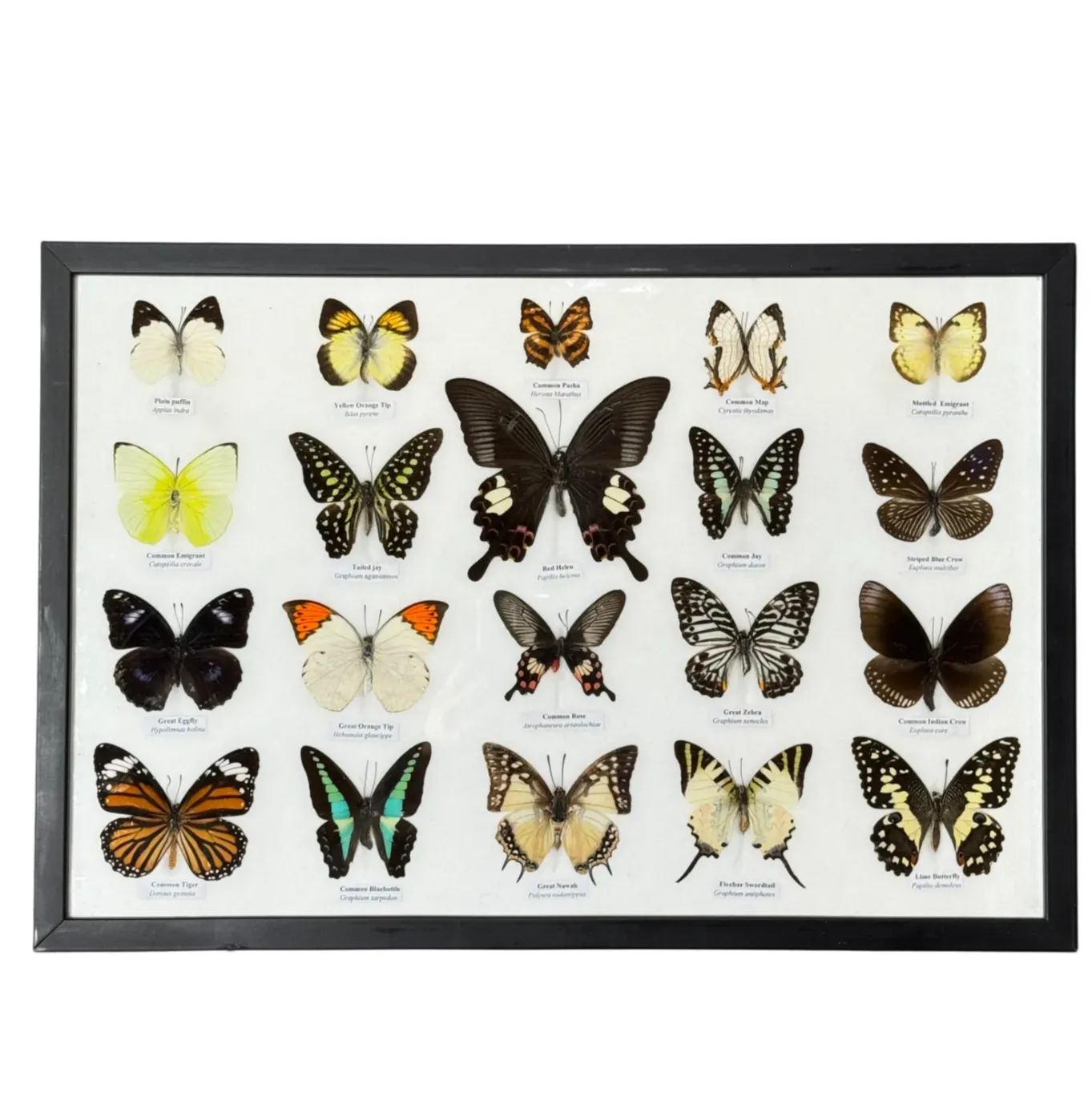 Lijst met 20 verschillende vlinders