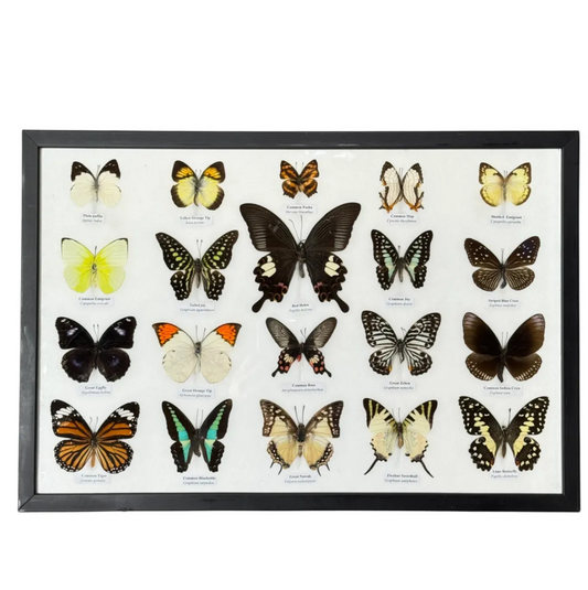 Lijst met 20 verschillende vlinders