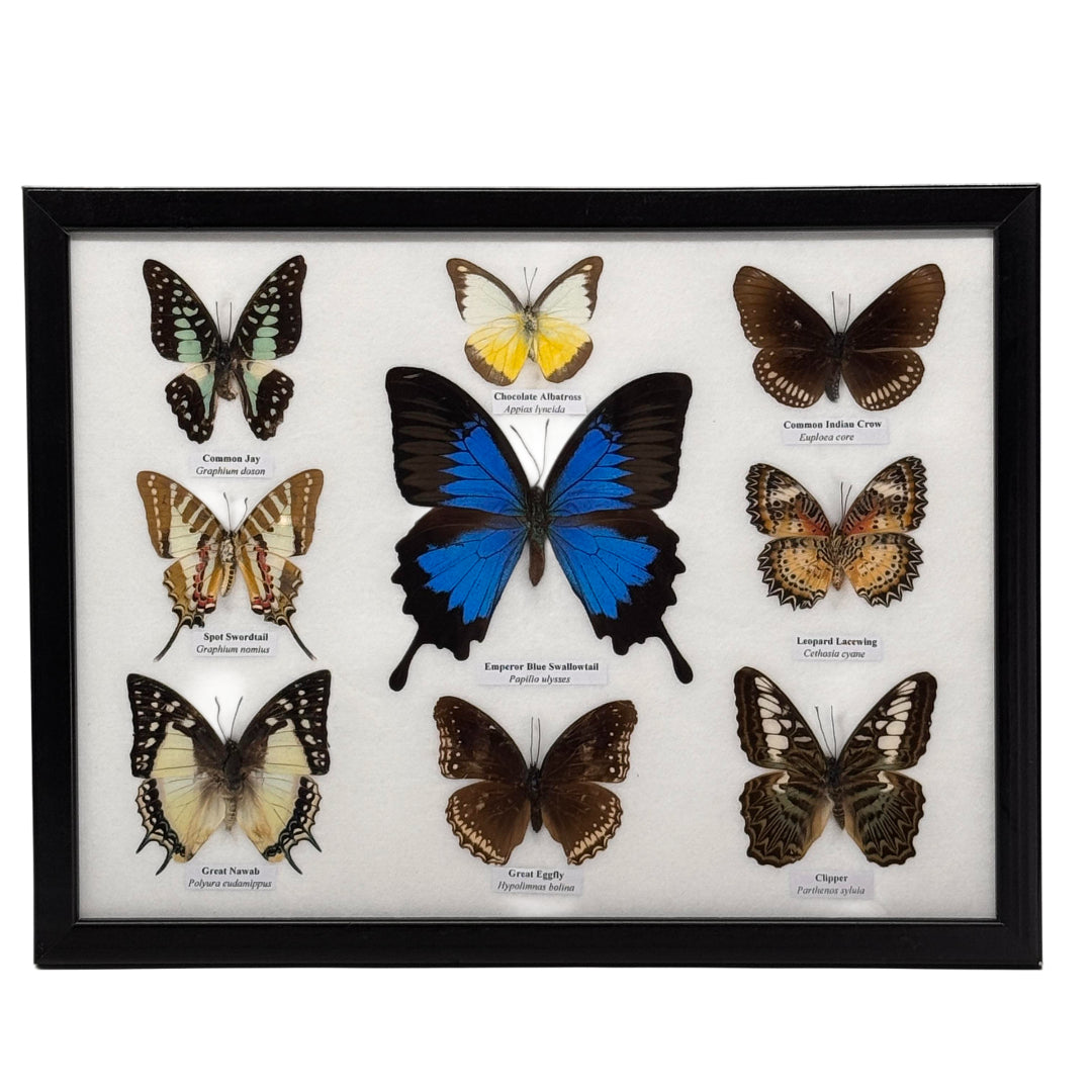 9 Vlinders met Papilio ulysses - houten lijst - 33x16 cm