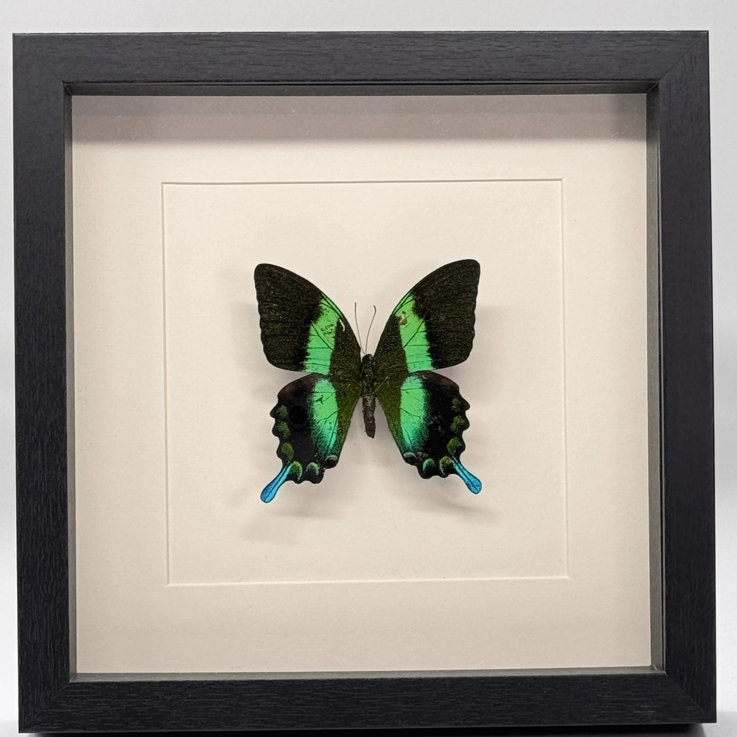 Papilio blumei in diepe lijst  25x25 cm