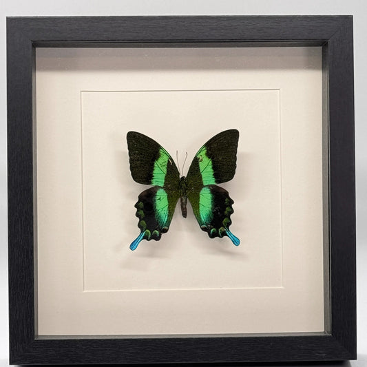 Papilio blumei in diepe lijst  25x25 cm